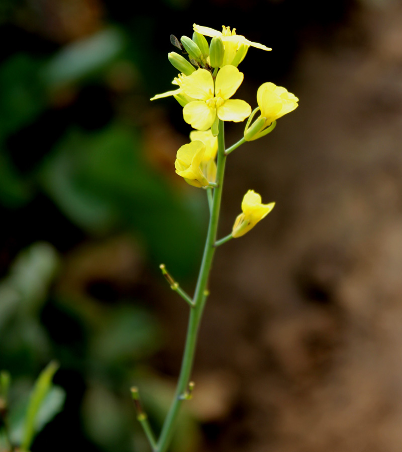 Brassica carinata eFlora of India